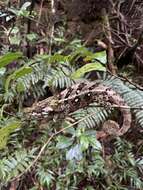 Image of Yellow-green Chameleon