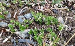 Image of skeletonleaf willow