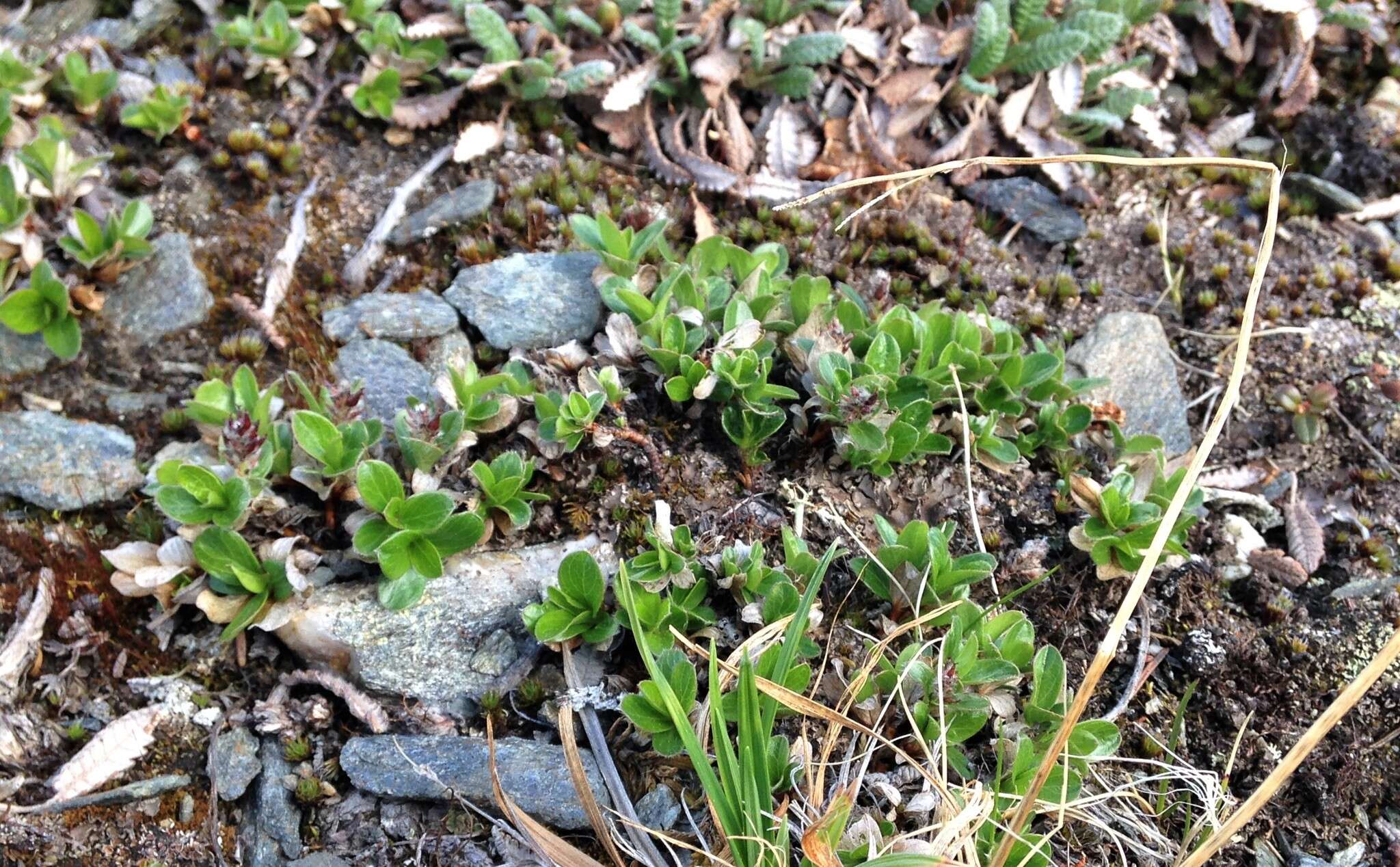 Image of skeletonleaf willow