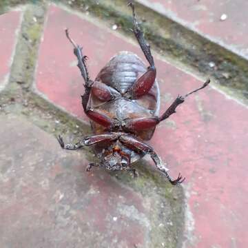 Image of Elephant Beetle