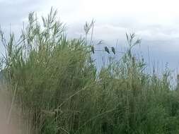 Image of Blue-cheeked Bee-eater