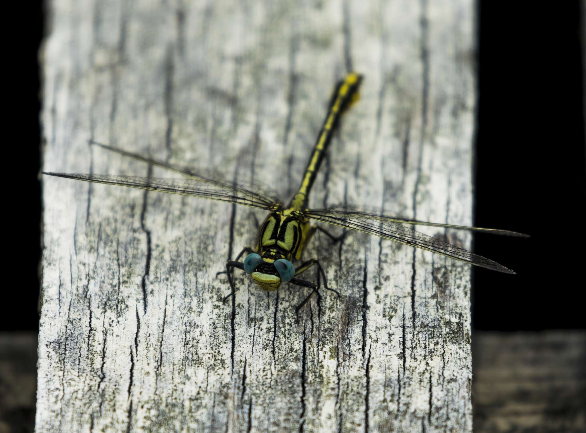 صورة Gomphus simillimus Selys 1840