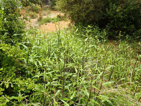 Image of slender sunflower