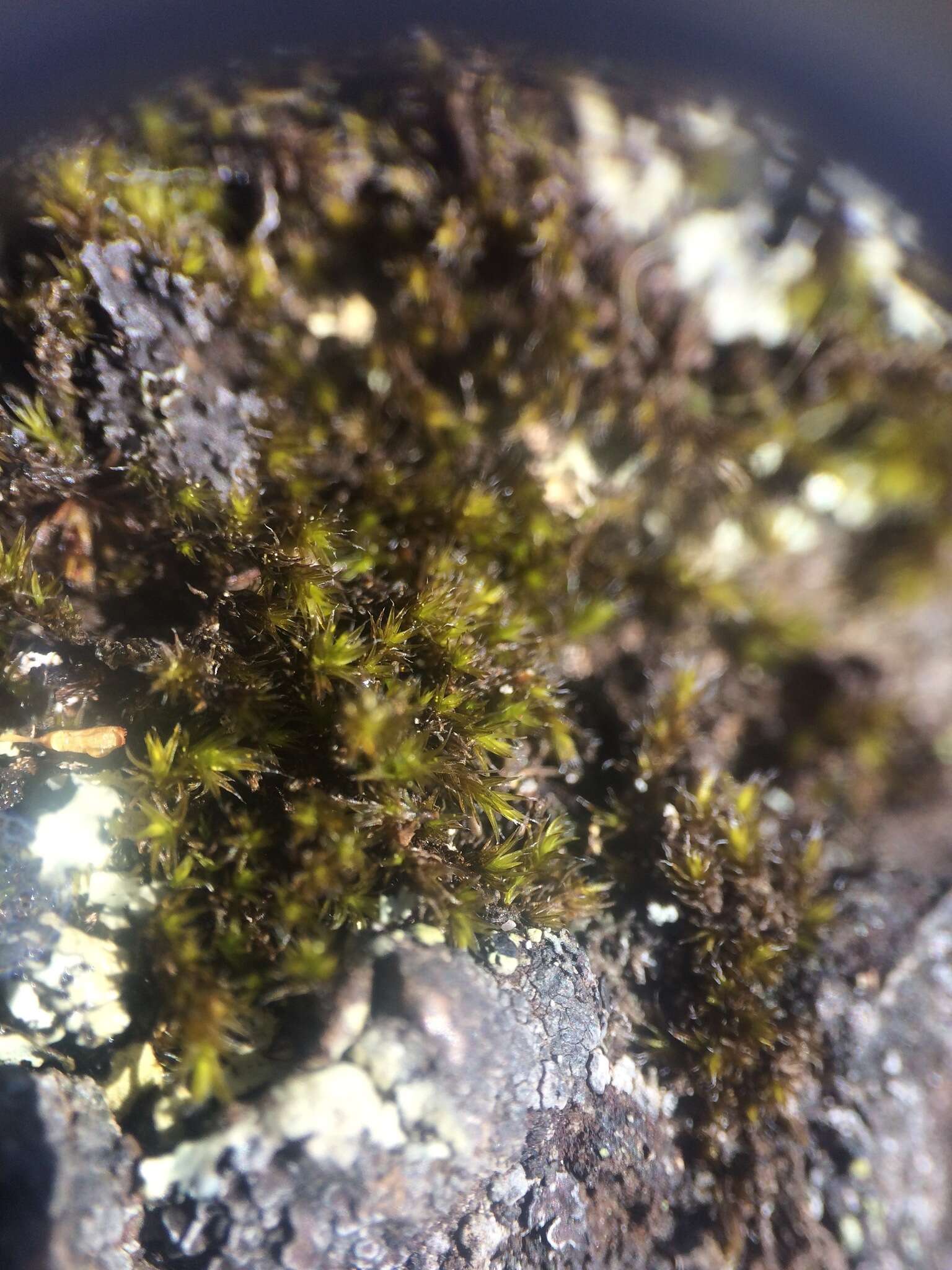 Image of racomitrium moss