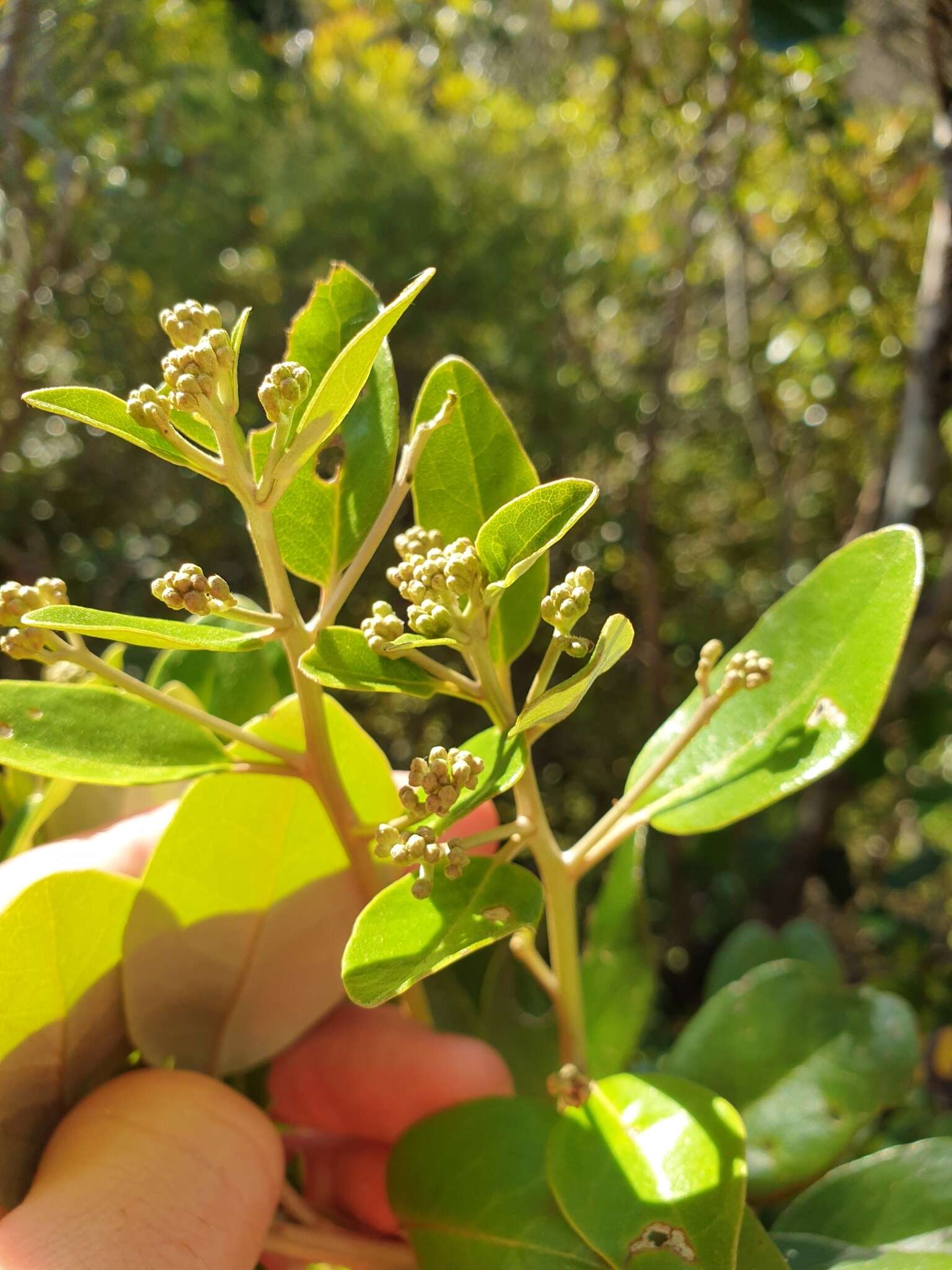 Imagem de Olearia townsonii Cheeseman