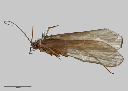 Image of Hydrobiosidae