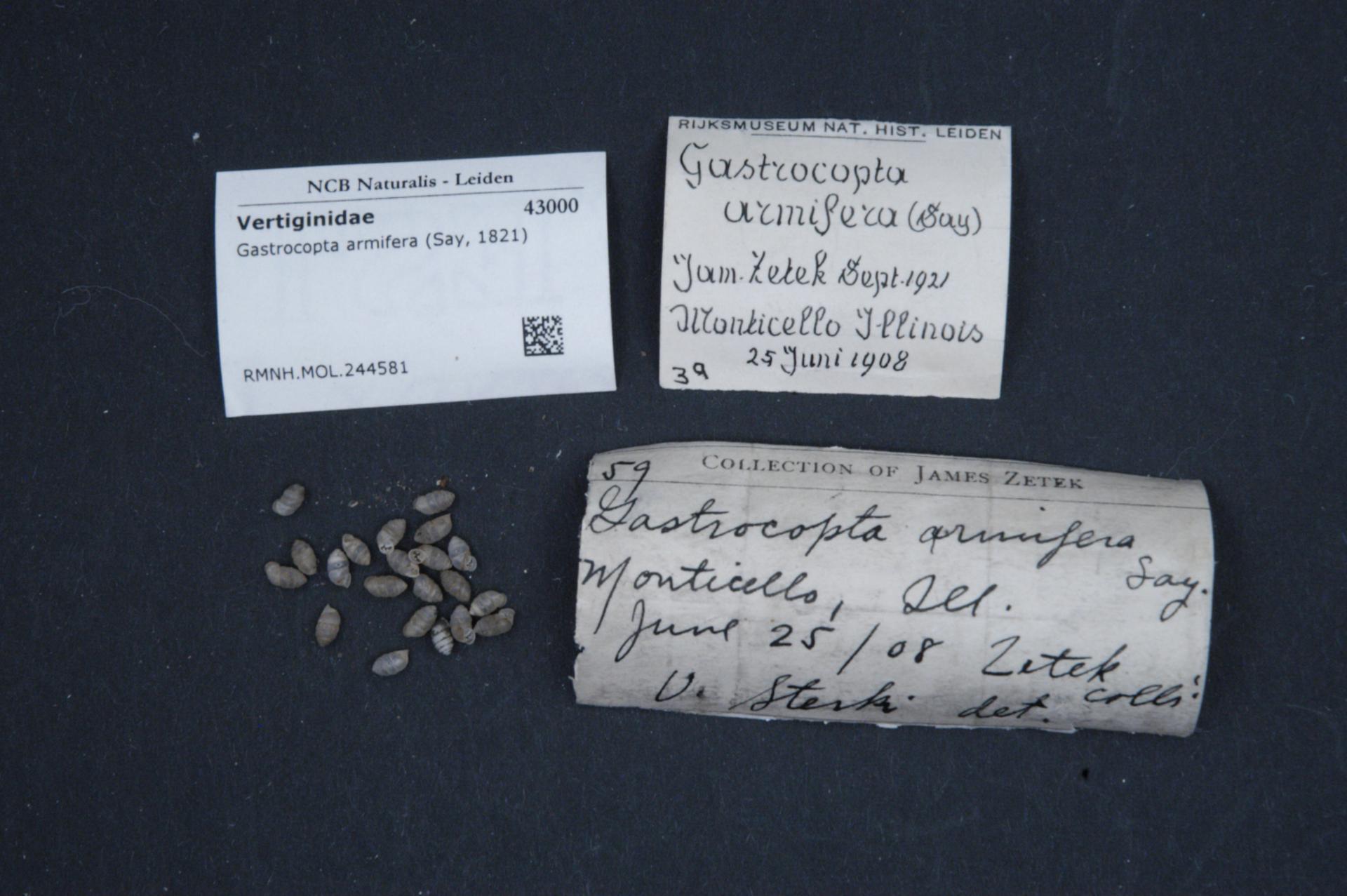 Image of <i>Gastrocopta armifera</i> (Say 1821)