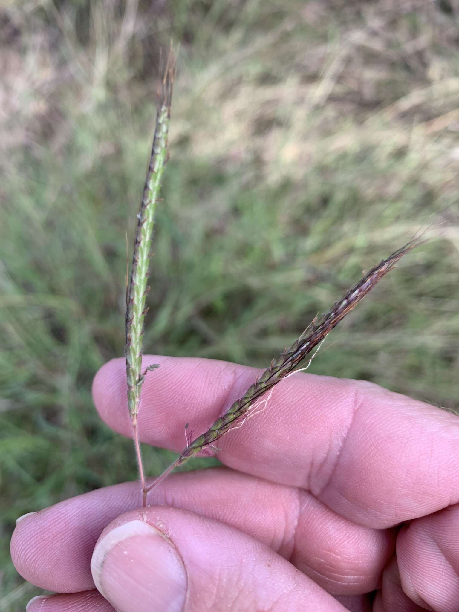 Image of Dichanthium fecundum S. T. Blake