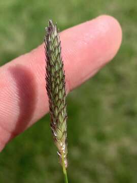 Image of Creeping Foxtail