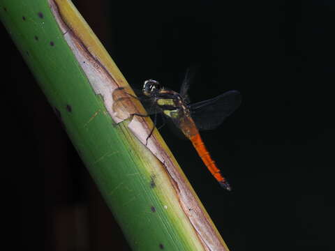 Image of Lyriothemis tricolor Ris 1916