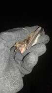 Image of Pond Bat