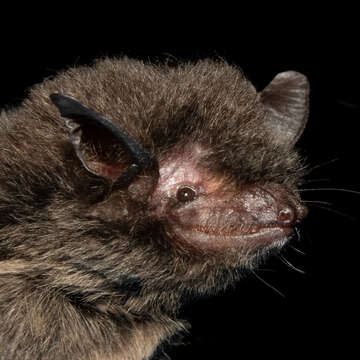 Image of Black Myotis