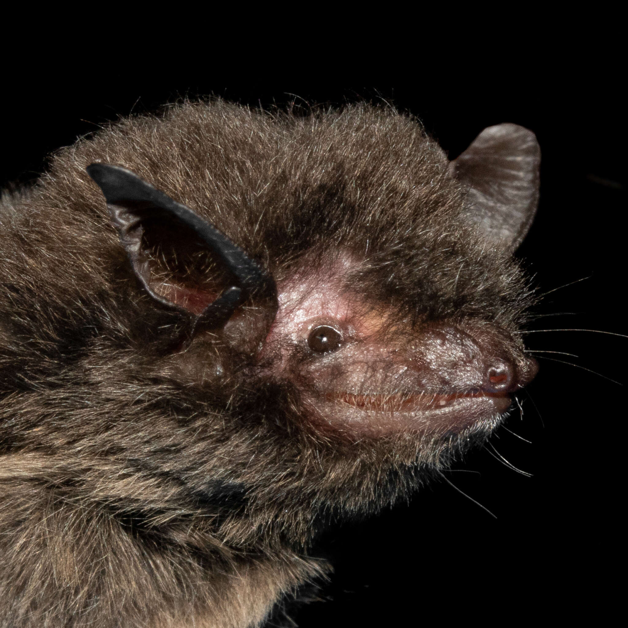 Image of Black Myotis