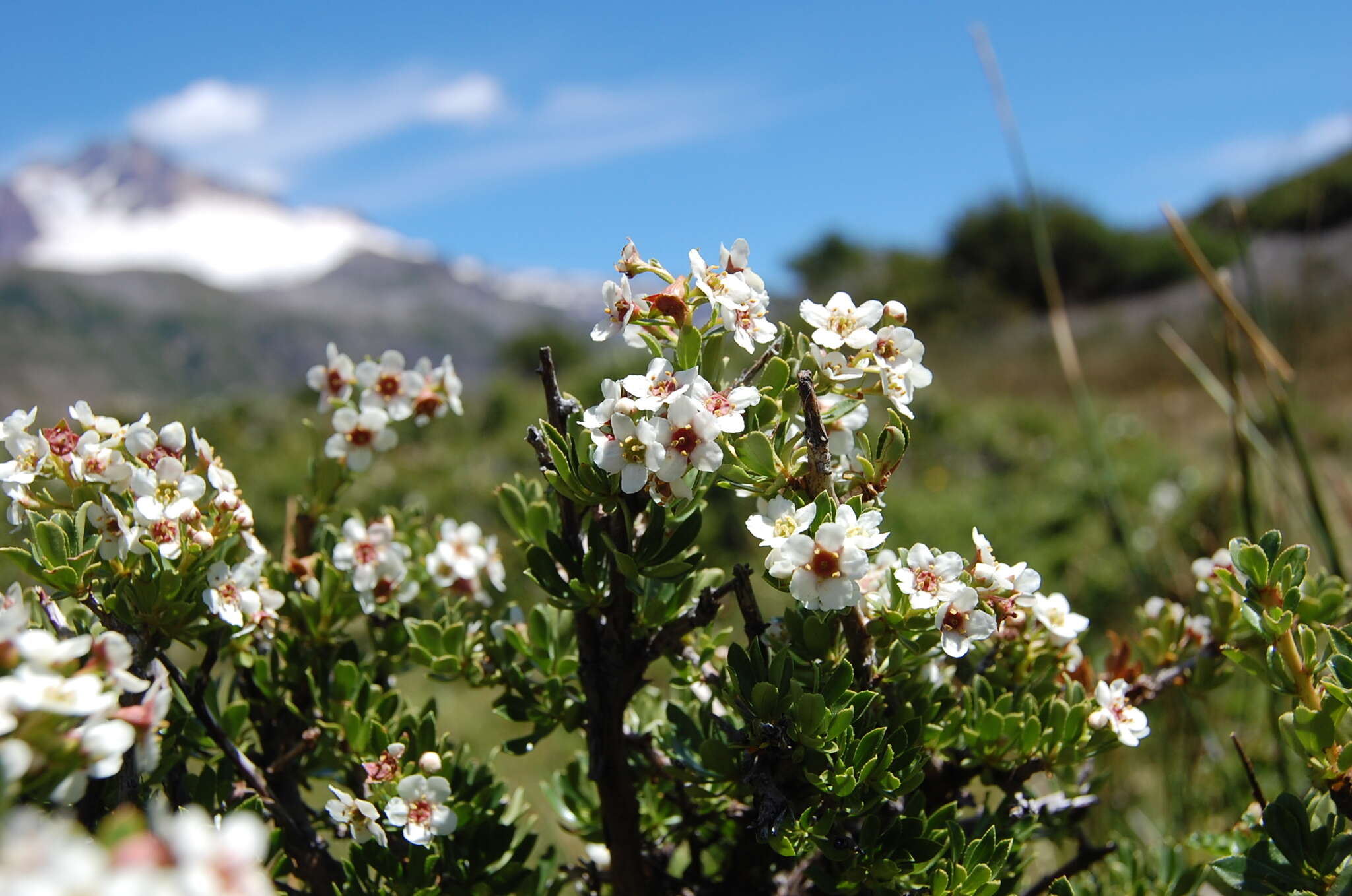 Escallonia virgata (Ruiz & Pavón) Pers. resmi