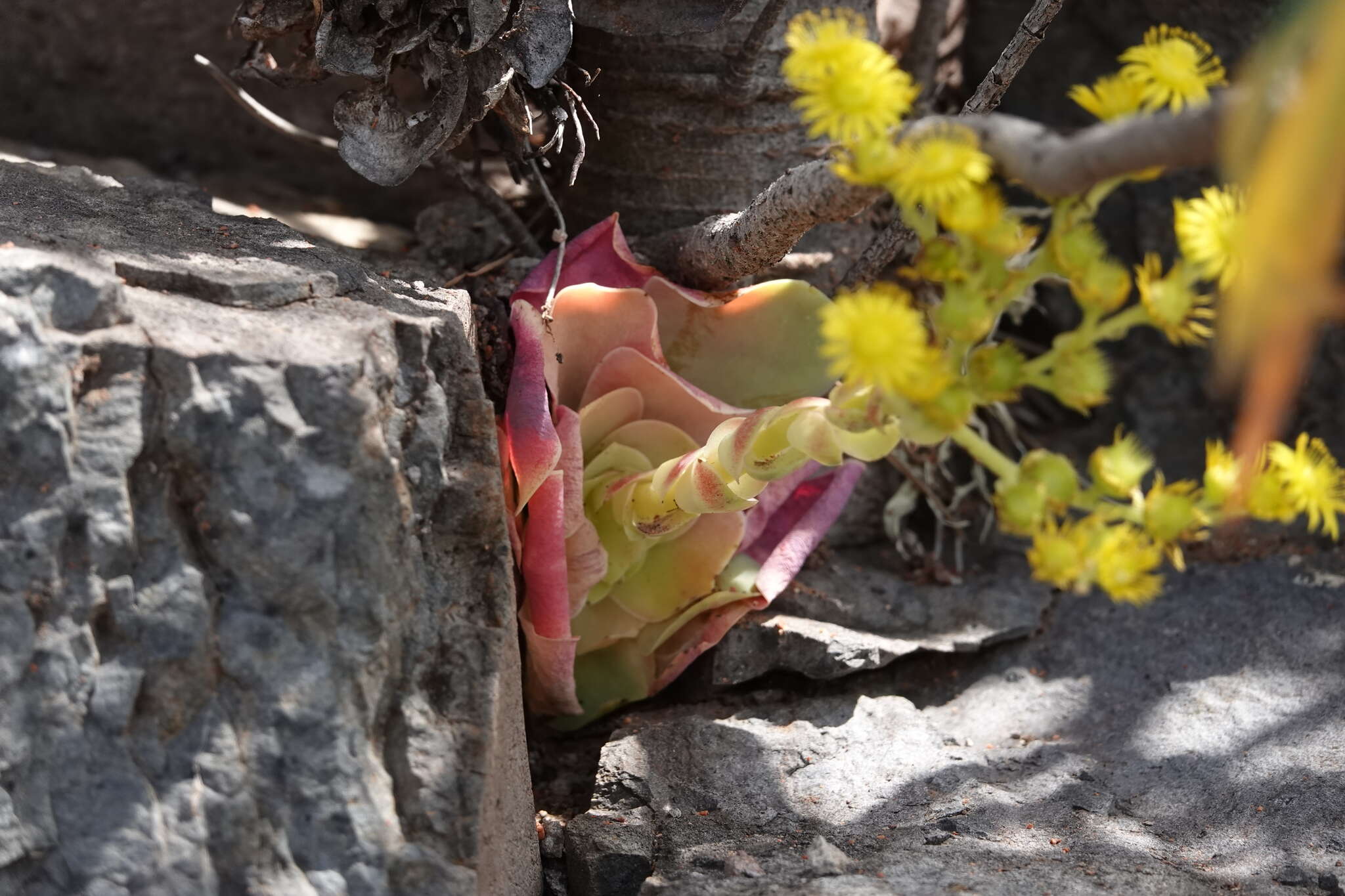 Aeonium diplocyclum (Webb ex Bolle) T. H. M. Mes resmi