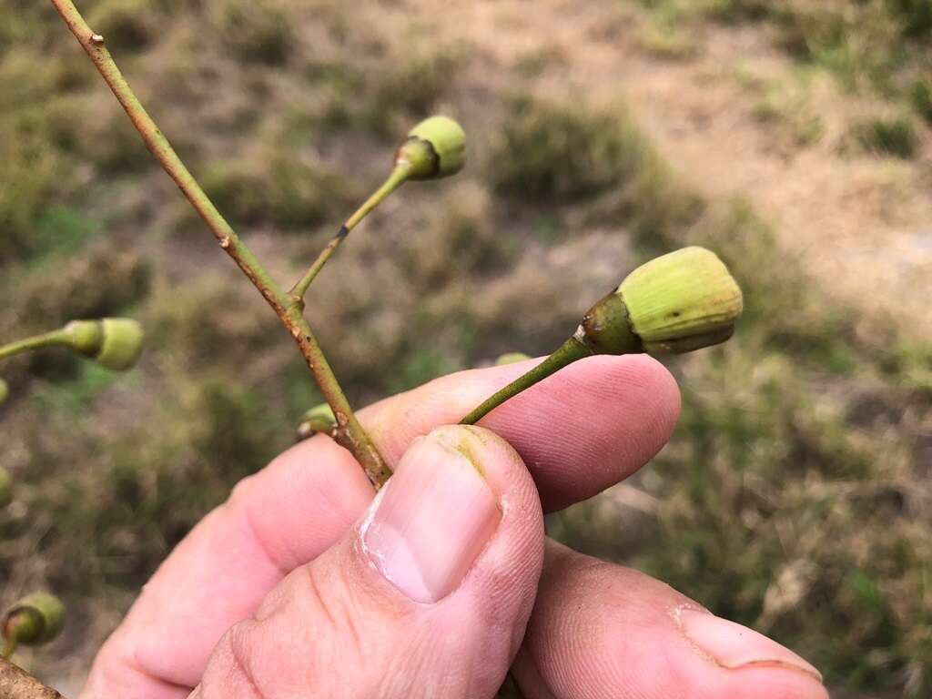 Image of Codonocarpus attenuatus (Hook.) H. Walter