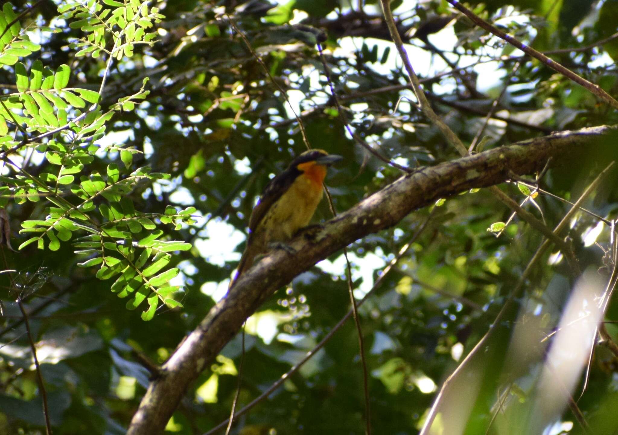 Imagem de Capito auratus (Dumont 1805)