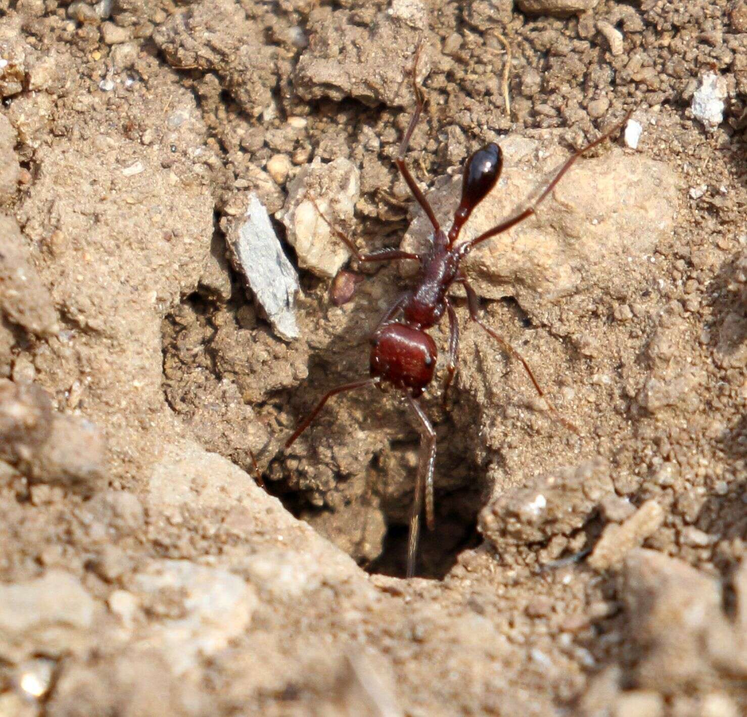 Ocymyrmex fortior Santschi 1911 resmi