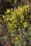 Image of Leucadendron microcephalum (Gand.) Gand. & Schinz