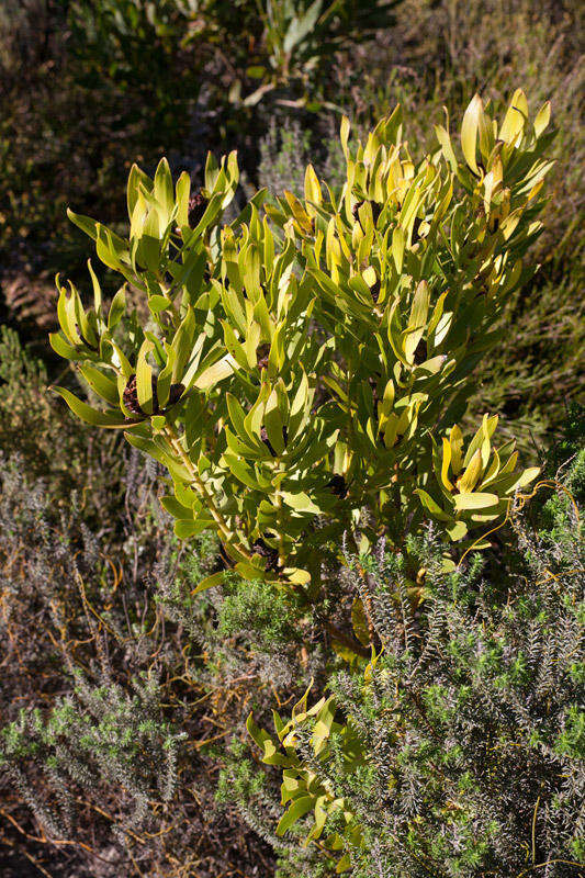 Plancia ëd Leucadendron microcephalum (Gand.) Gand. & Schinz