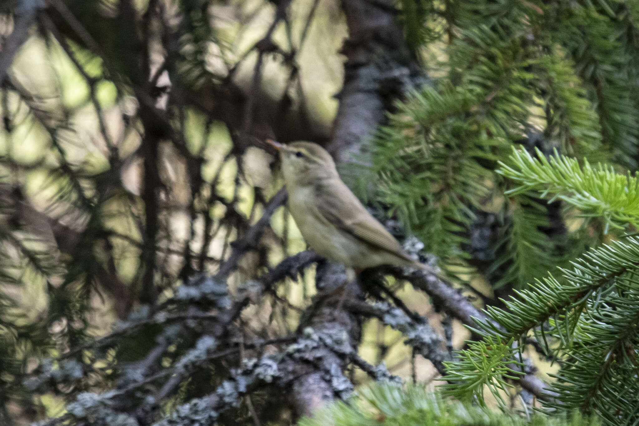 Plancia ëd Phylloscopus trochiloides (Sundevall 1837)