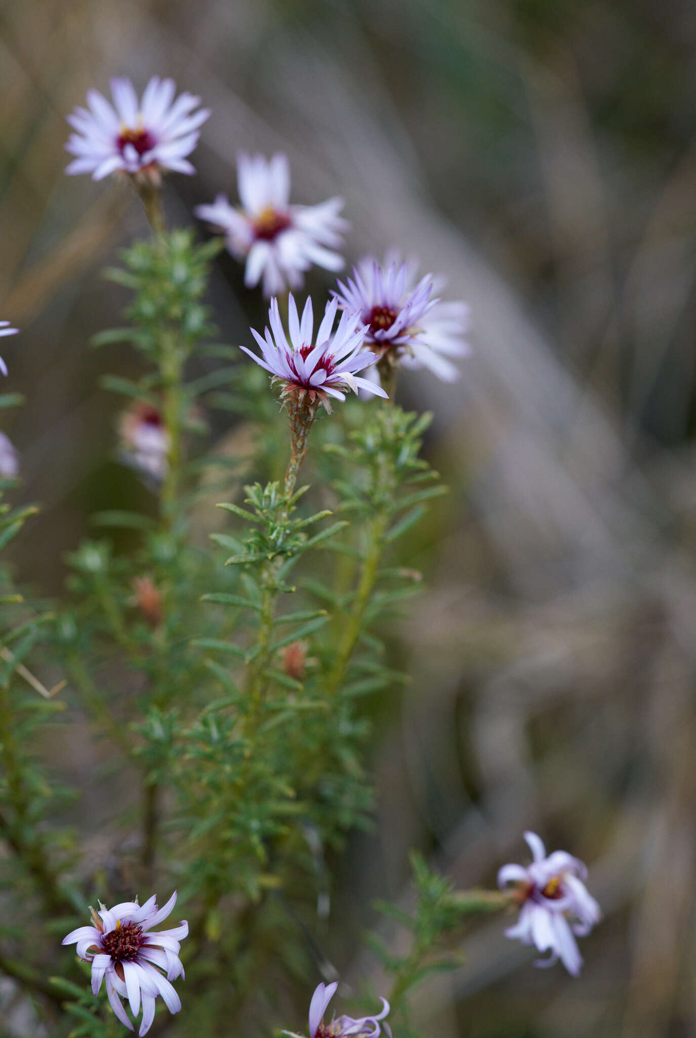 Image de Diplostephium glandulosum Hieron.