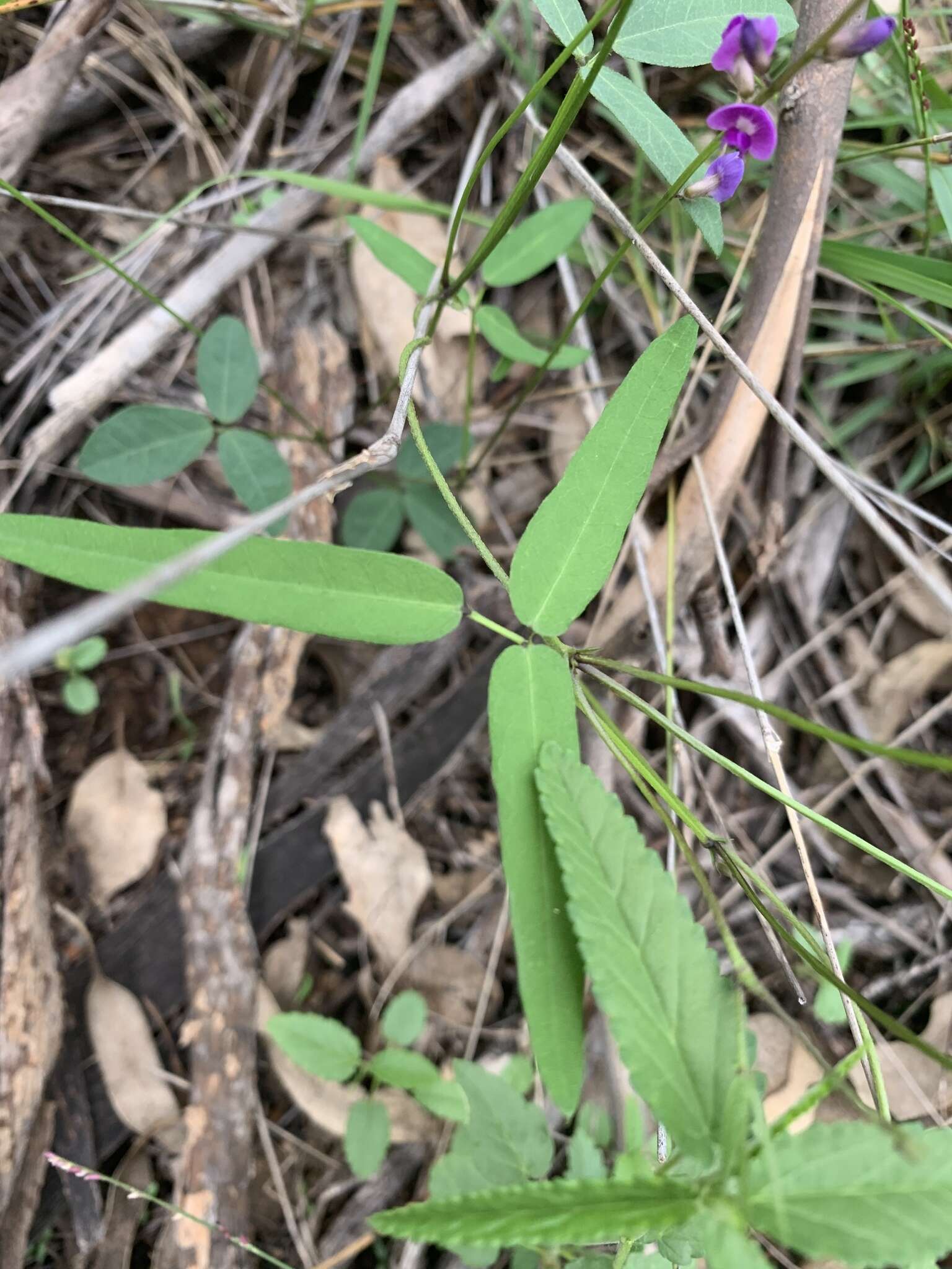 Glycine clandestina Wendl. resmi