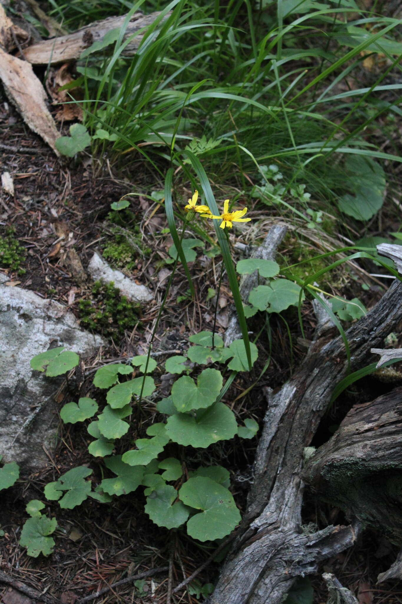 Plancia ëd Dolichorrhiza renifolia (C. A. Mey.) Galushko