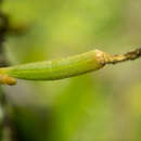 Image of Taeniophyllum pusillum (Willd.) Seidenf. & Ormerod