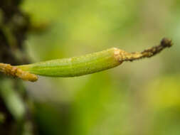 Image of Taeniophyllum pusillum (Willd.) Seidenf. & Ormerod