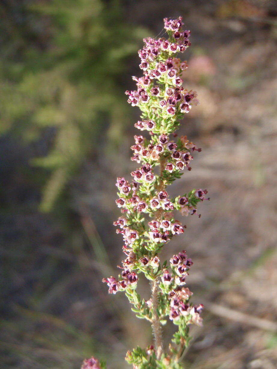 Imagem de Erica hispidula var. hispidula