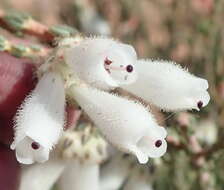 Image of Erica pectinifolia var. pectinifolia