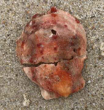 Image of scarlet thorny oyster