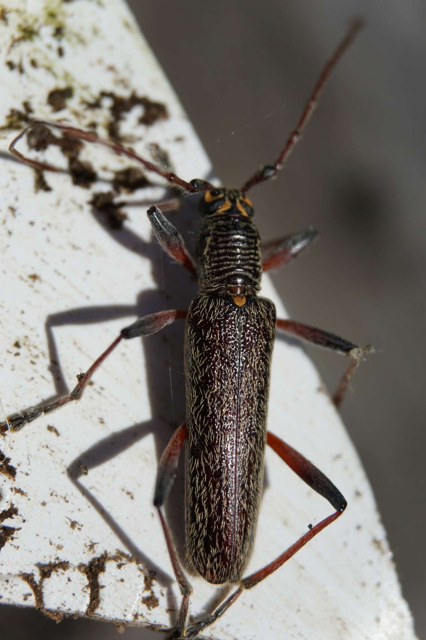 Image of lemon tree borer