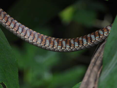 Image de Dendrelaphis kopsteini Vogel & Van Rooijen 2007