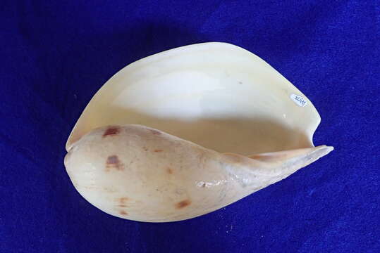 Image of Bailer shell