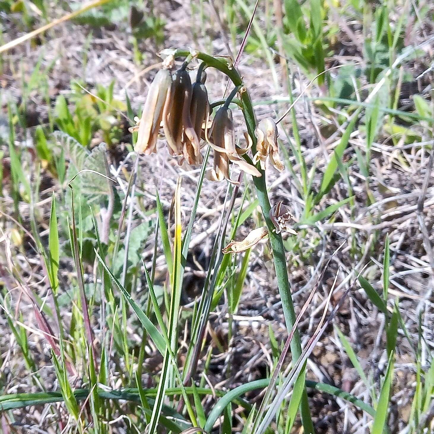 Image of Dipcadi serotinum var. serotinum