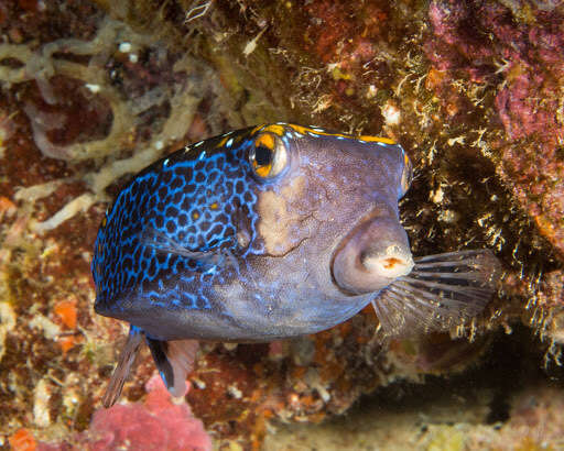 Image of Spotted boxfish