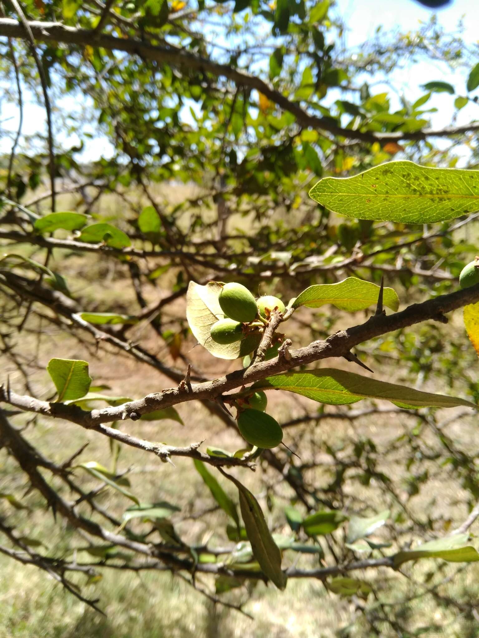 Sideroxylon persimile (Hemsl.) T. D. Penn.的圖片