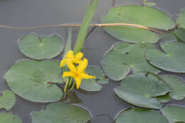 Image of Nymphoides fallax Ornduff