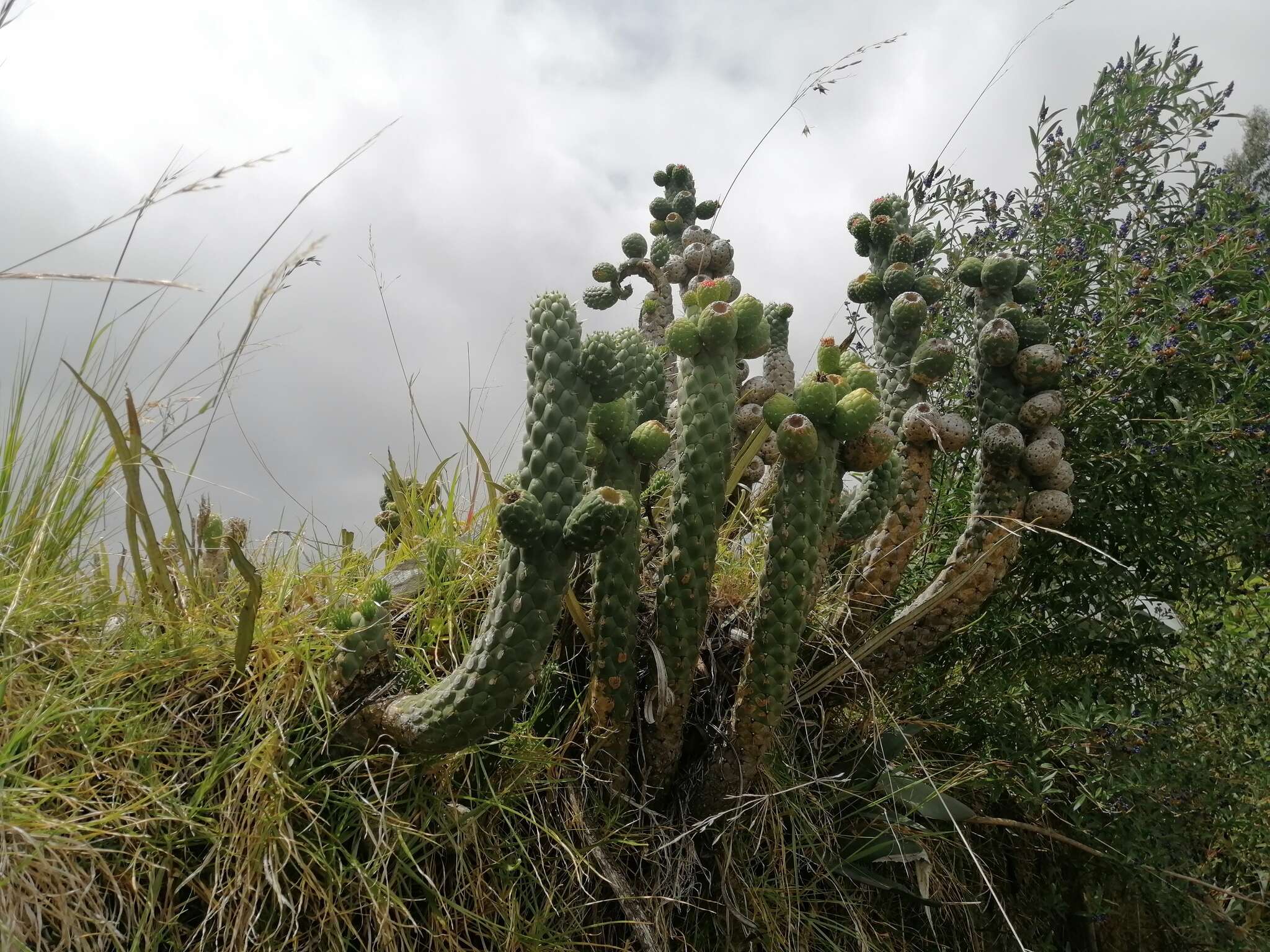 Image of cane cactus