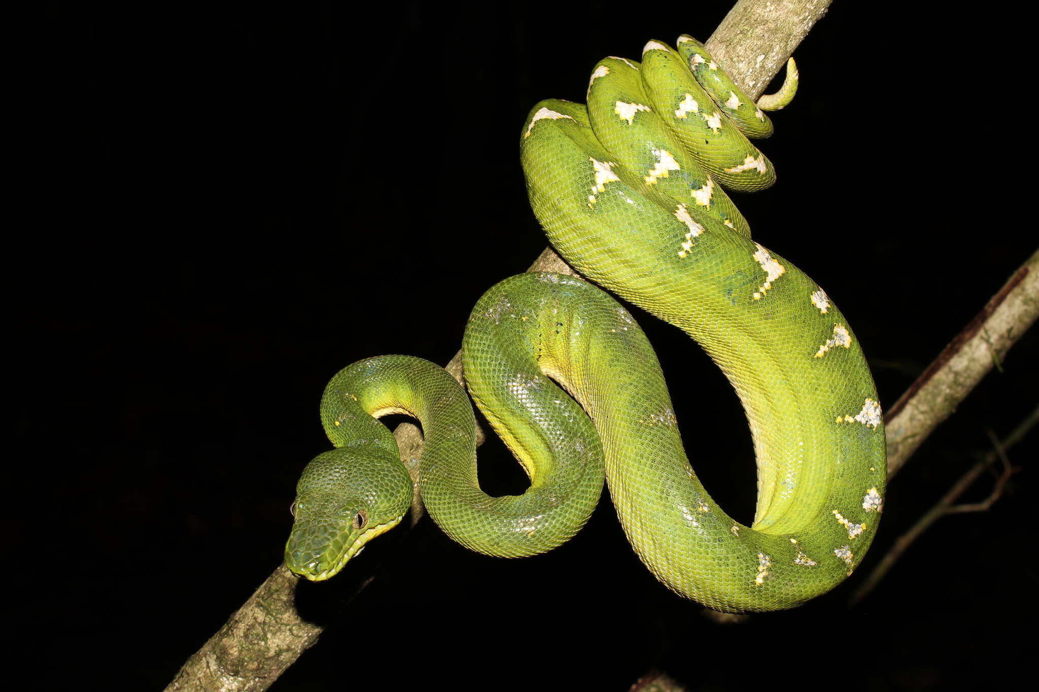 Image of Emerald Tree Boa