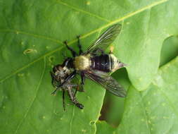 Image of Laphria divisor (Banks 1917)