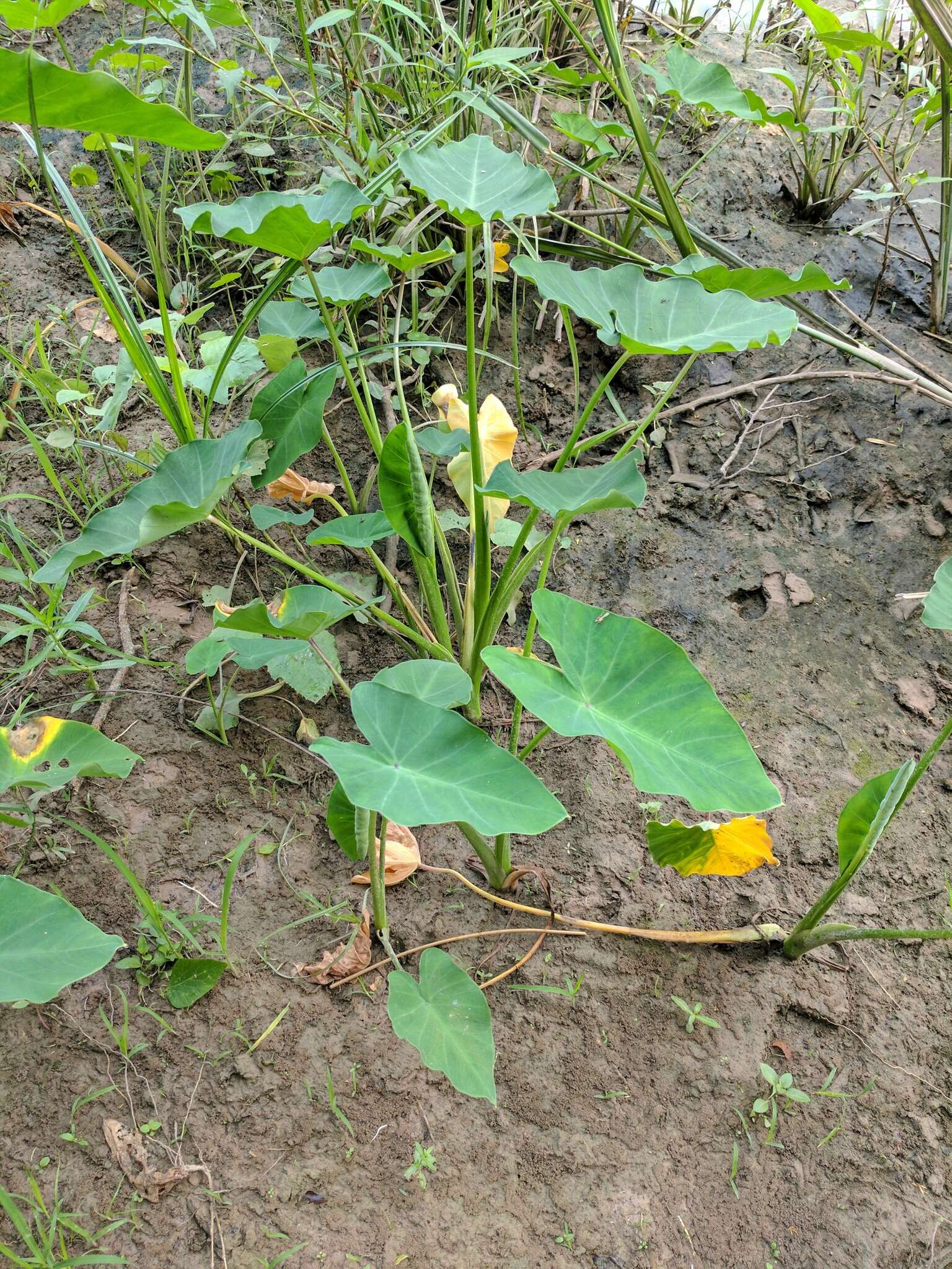 Image de Colocasia esculenta (L.) Schott