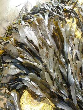 Image of toothed wrack