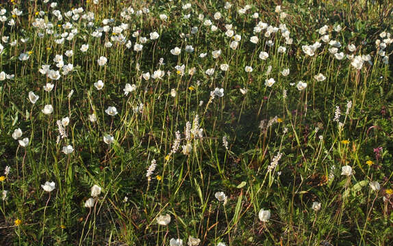 Image of Anemone sylvestris subsp. ochotensis (Fisch.) Petrovski