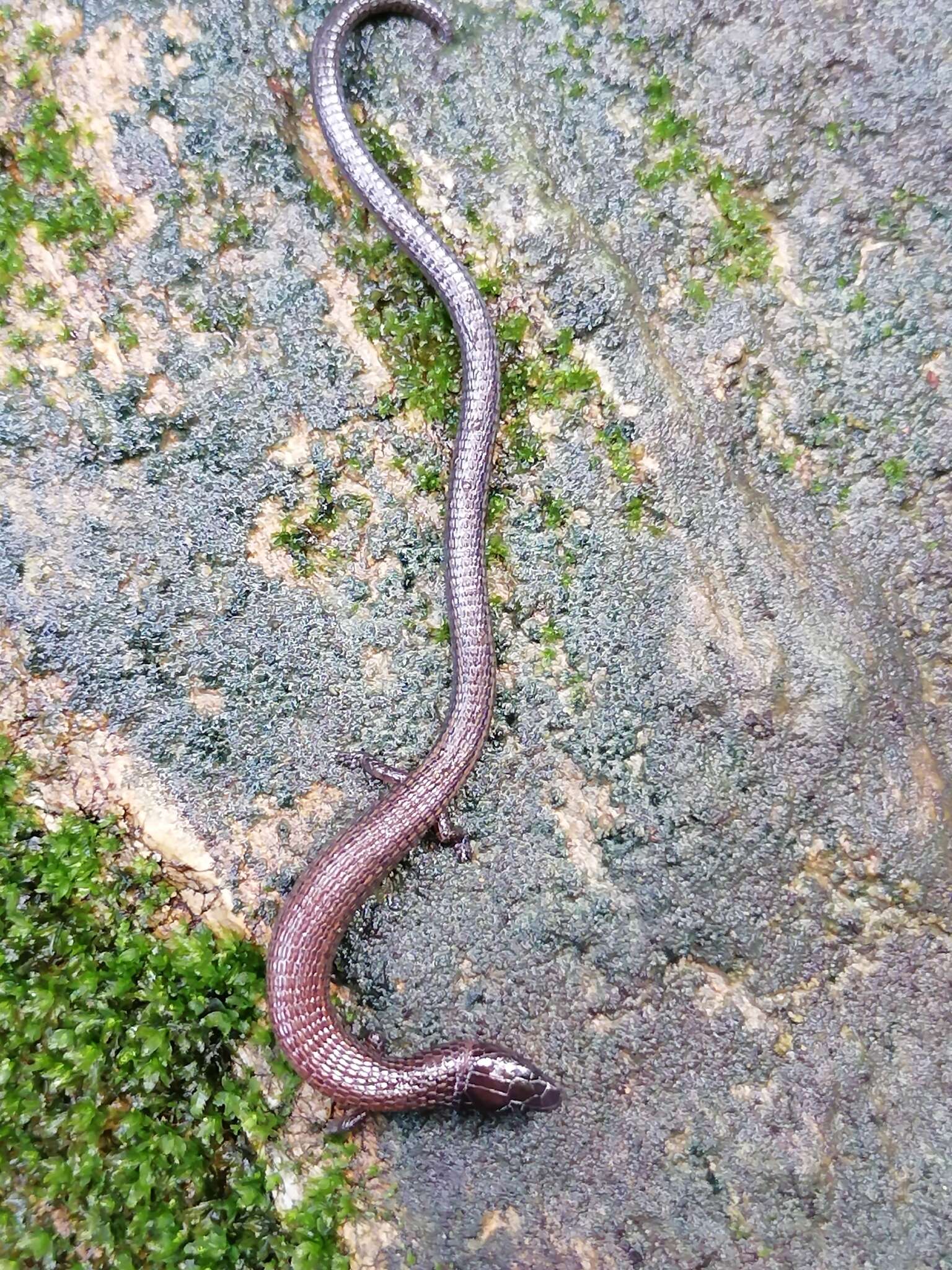 Image of Bachia trinitatis (Barbour 1914)