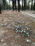 Image of California evening primrose