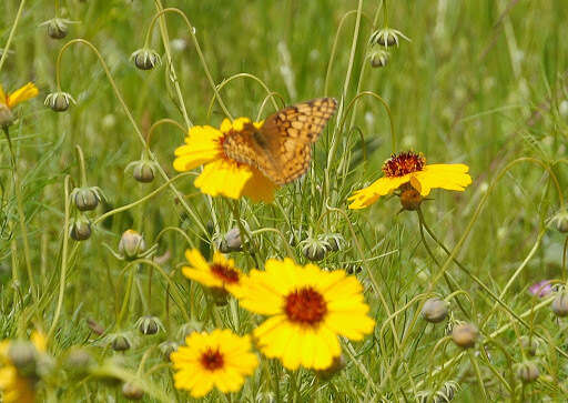 Image of Variegated Fritillary