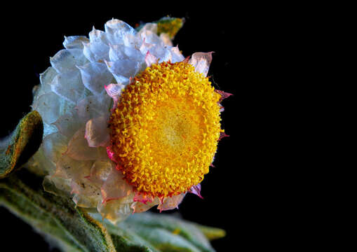 Image de Helichrysum argyrosphaerum DC.